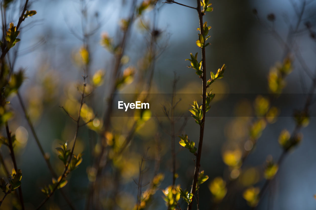 Close-up of plants against blurred background