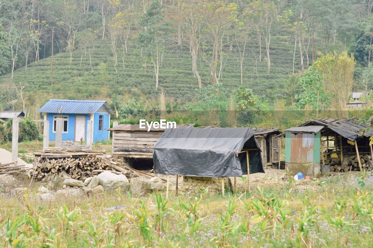 plant, rural area, built structure, tree, land, shack, architecture, nature, hut, no people, building exterior, grass, landscape, field, day, building, house, wilderness, growth, wood, green, forest, rural scene, environment, non-urban scene, outdoors, tranquility, residential district, scenics - nature, abandoned, agriculture, farm, beauty in nature