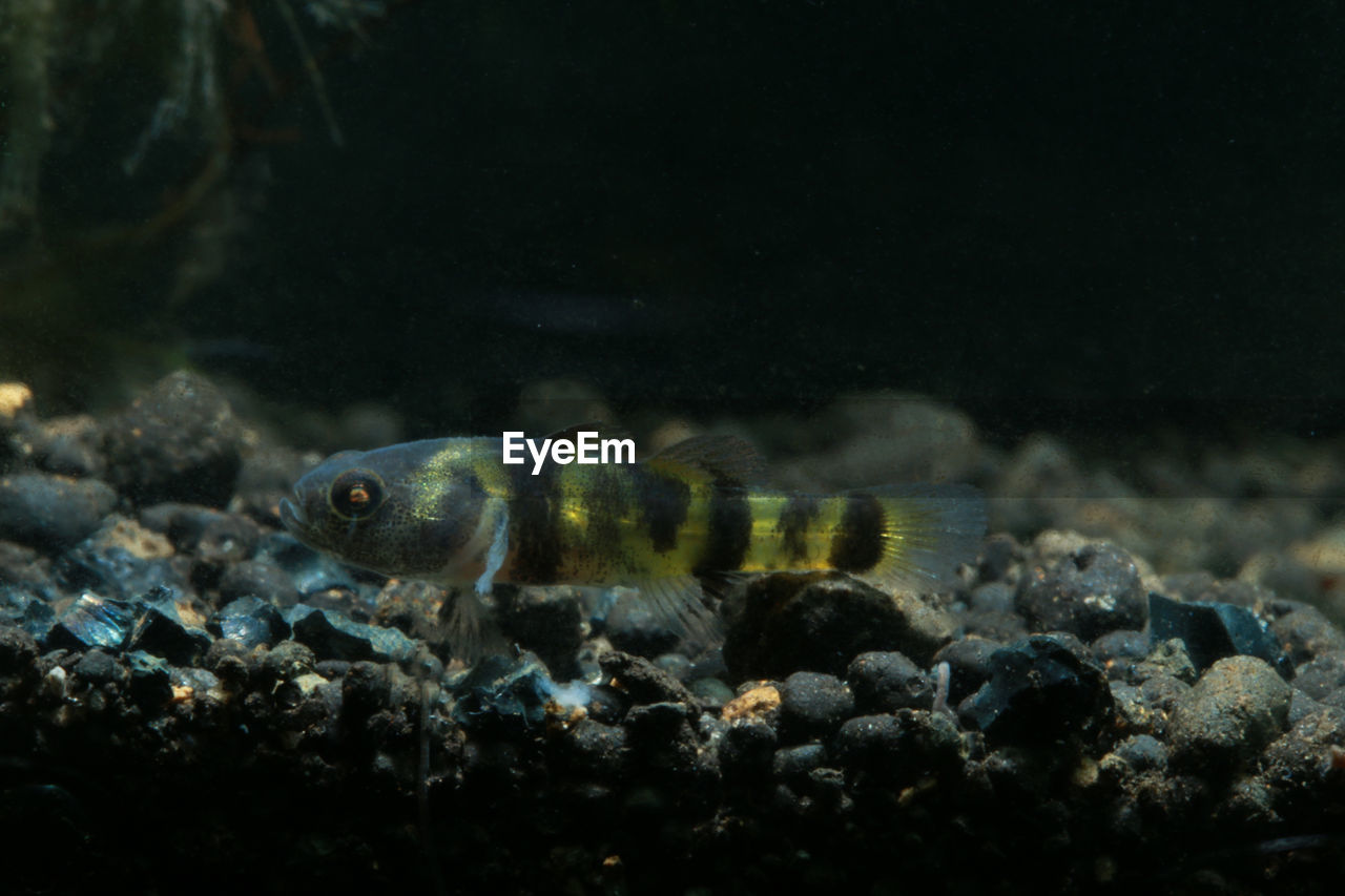 CLOSE-UP OF FISH SWIMMING UNDERWATER