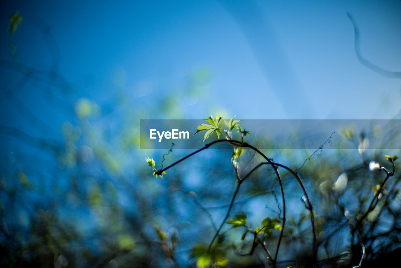 Low angle view of flowering plant against blue sky