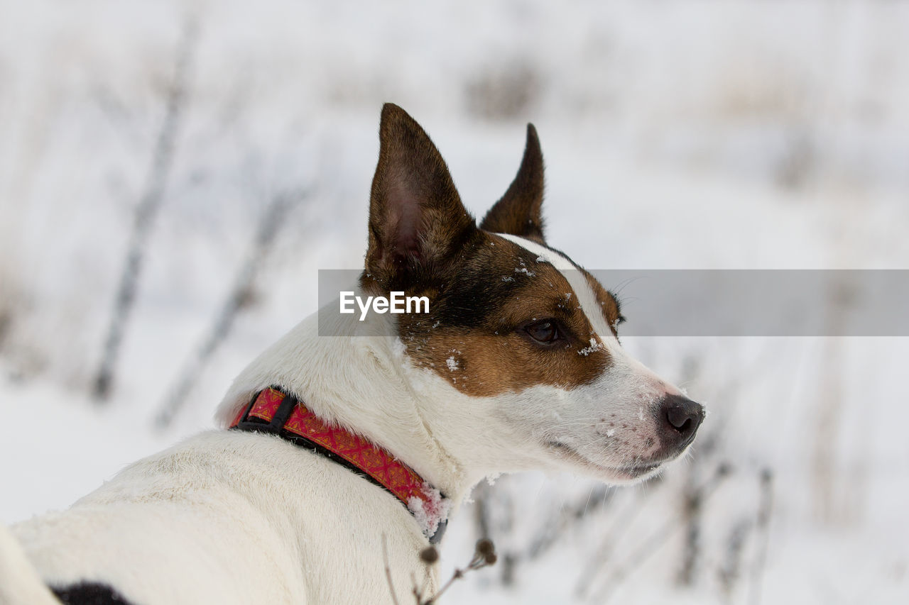 Outdoor winter portrait of a jack russell terrier dog with snowflakes on her face