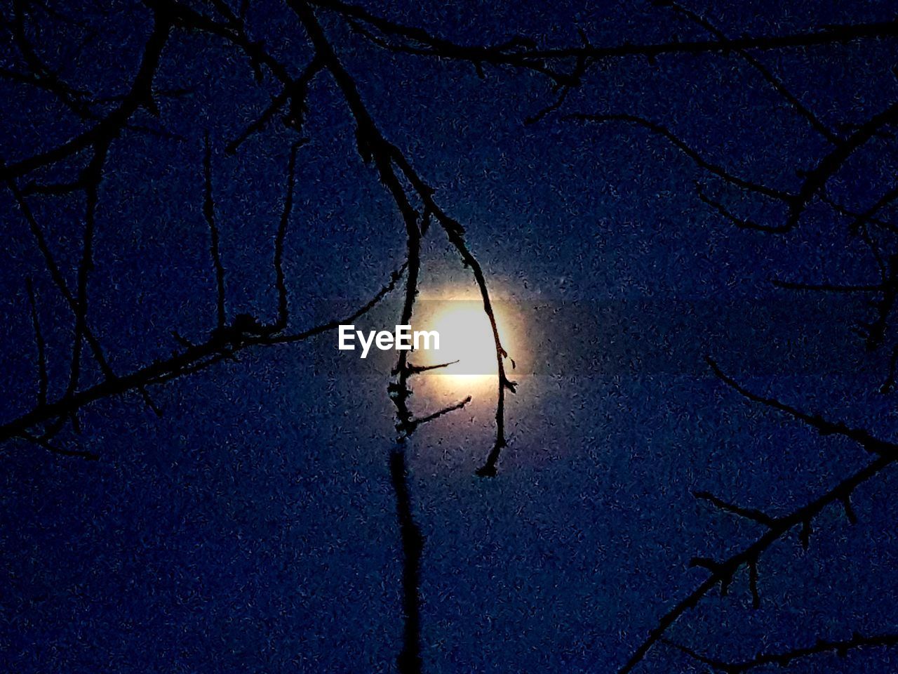 LOW ANGLE VIEW OF BARE TREES AGAINST SKY