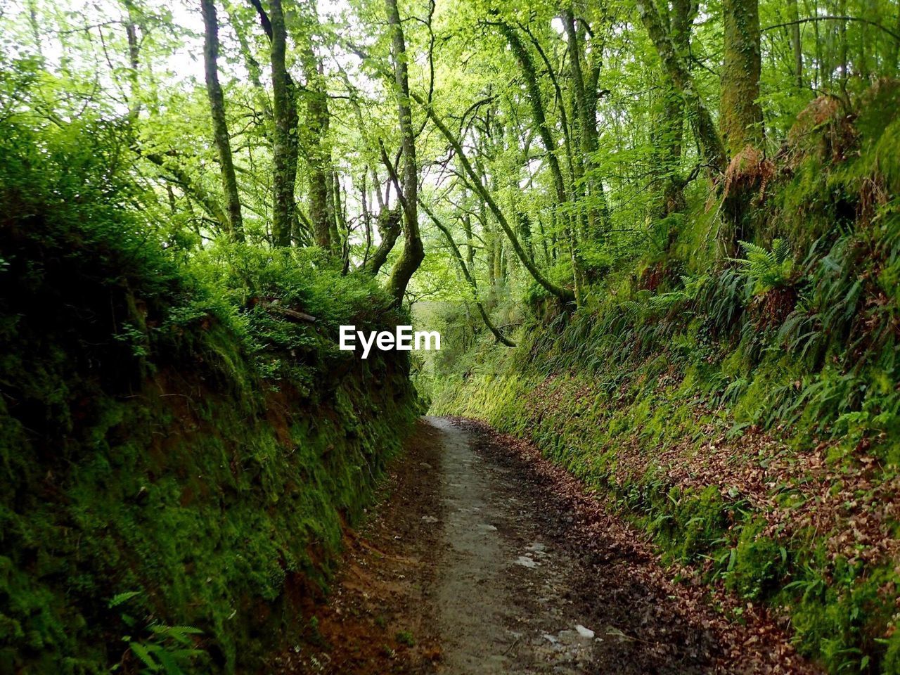 Footpath amidst trees in forest