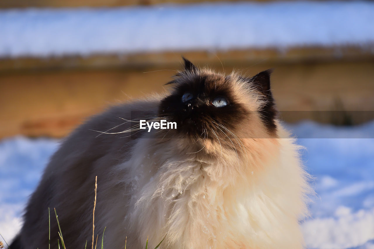 CLOSE-UP PORTRAIT OF A CAT