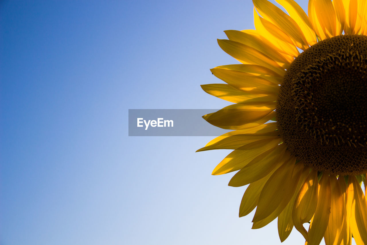 Low angle view of sunflower blooming against clear blue sky