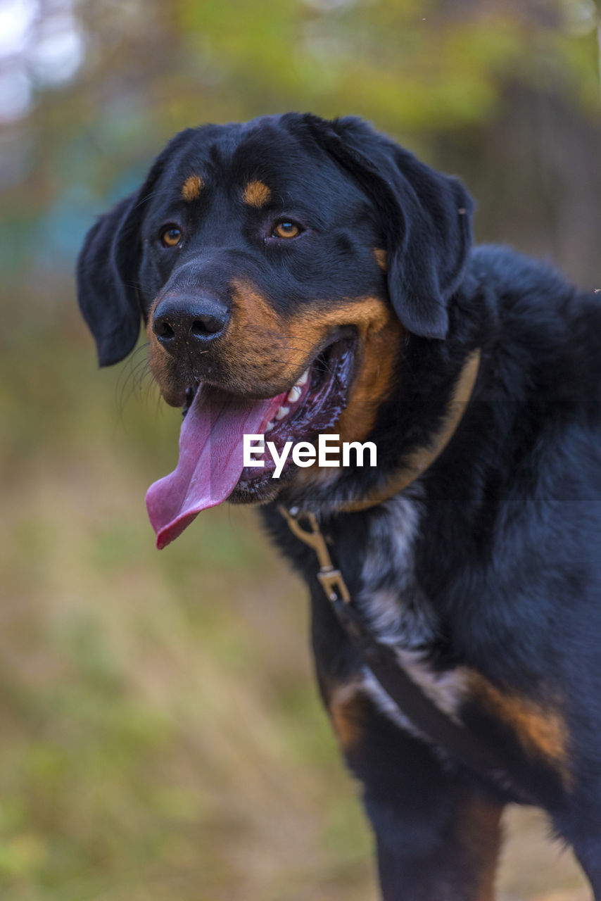 CLOSE-UP OF BLACK DOG