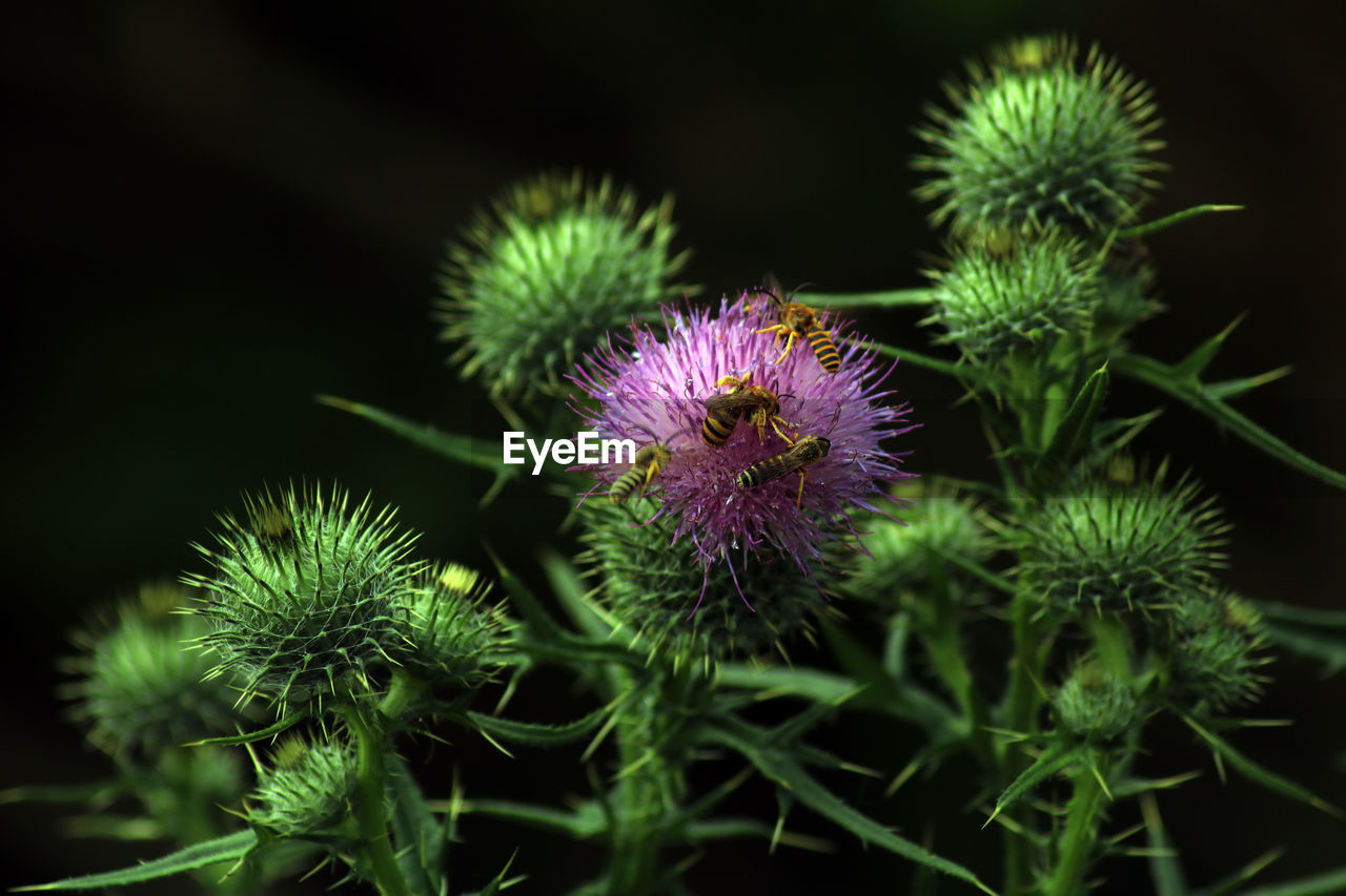 Close-up of thistle flowers