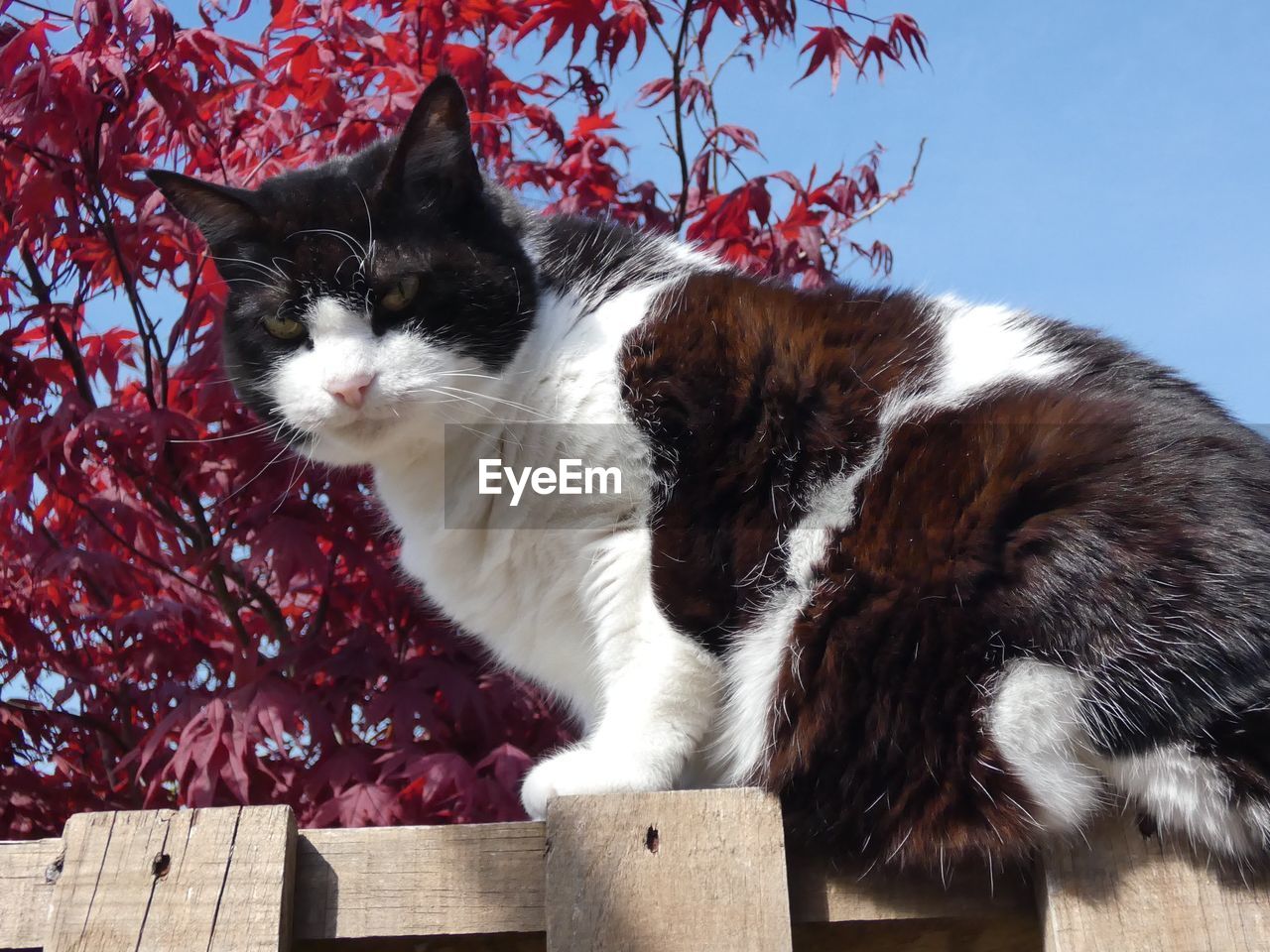 Low angle view of cat looking away