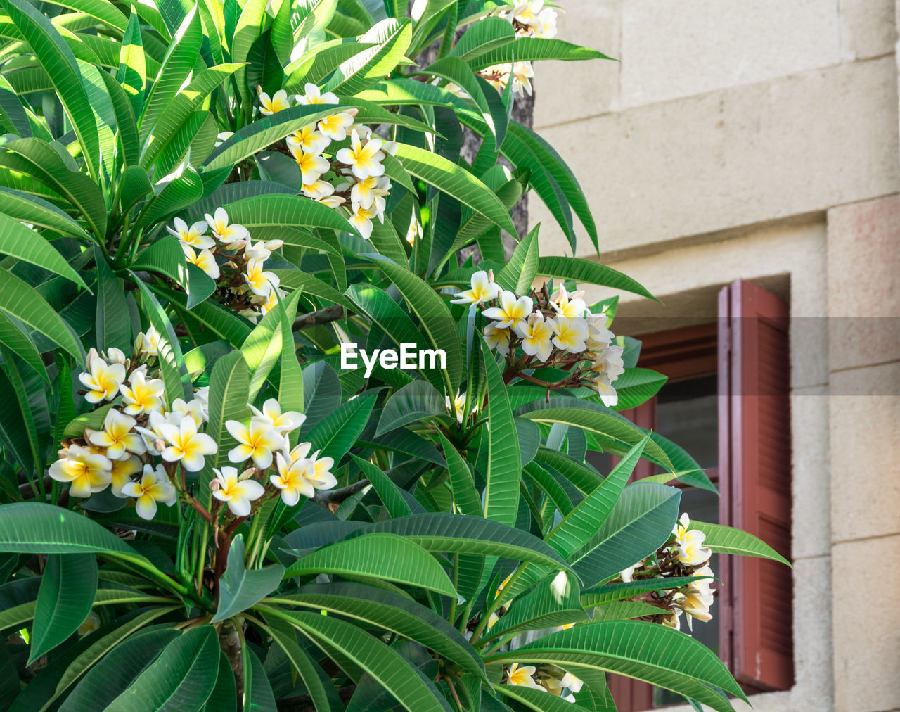 CLOSE-UP OF FLOWERING PLANT AGAINST YELLOW WALL
