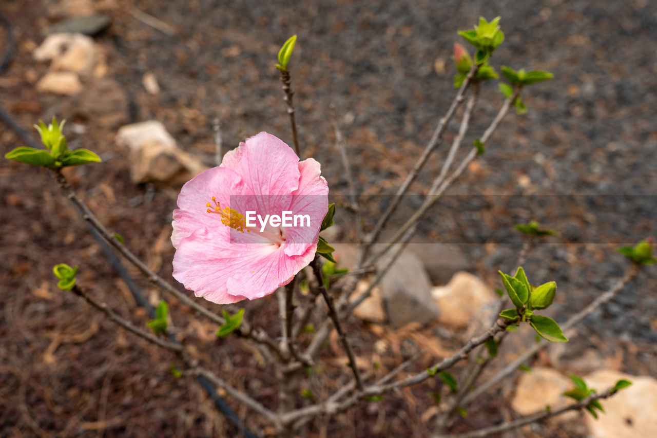 CLOSE-UP OF PINK ROSE FLOWER