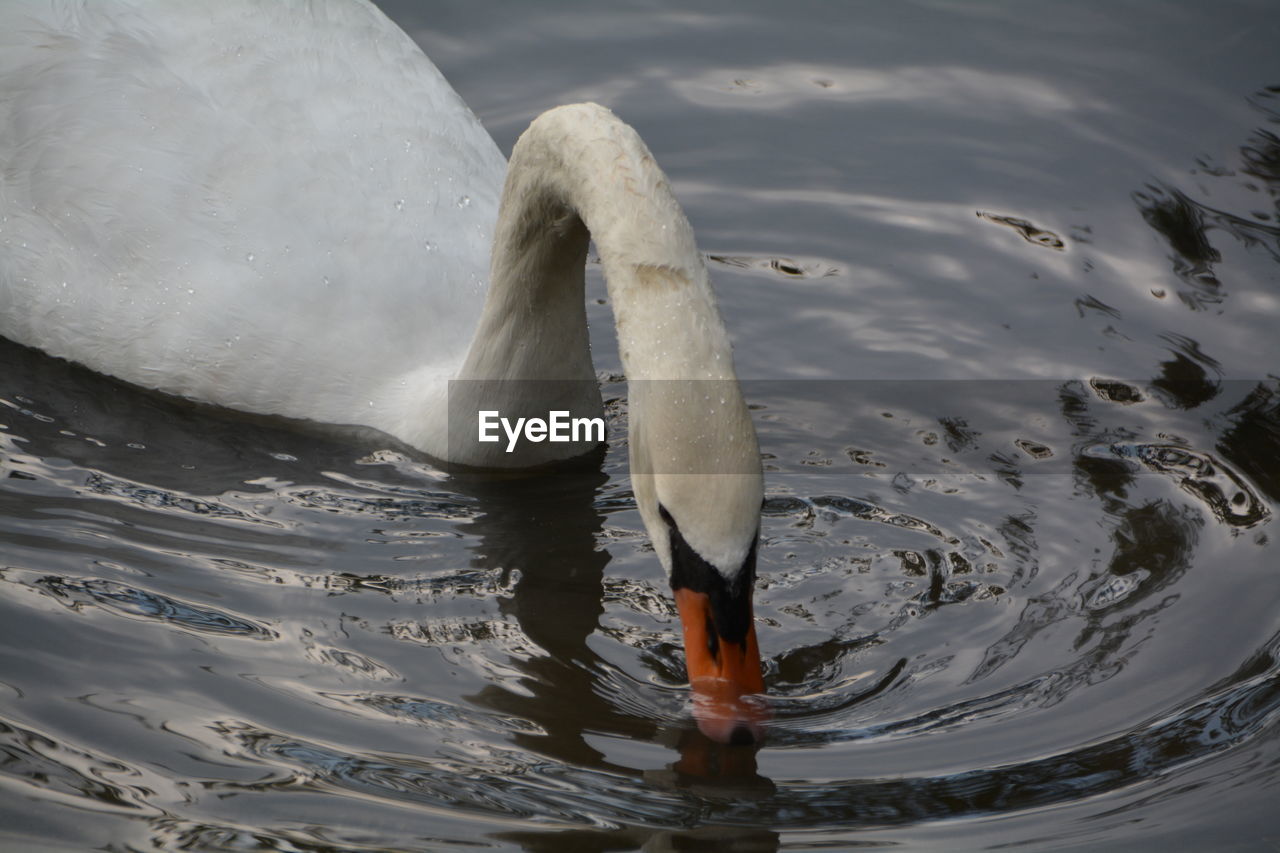 Close-up of swan in lake