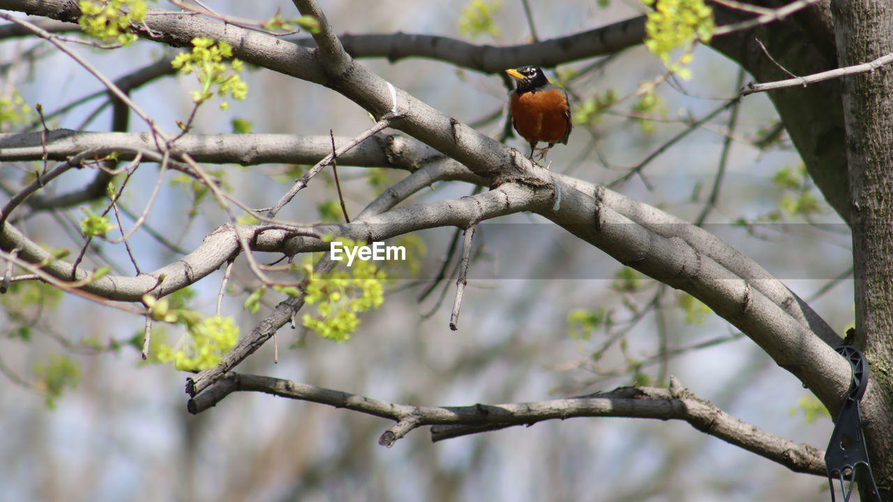 tree, animal, animal themes, animal wildlife, bird, plant, branch, wildlife, nature, perching, flower, one animal, spring, beauty in nature, outdoors, no people, twig, focus on foreground