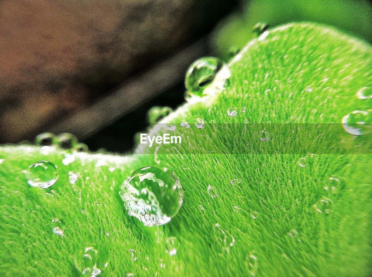 Close-up of water drops on leaves