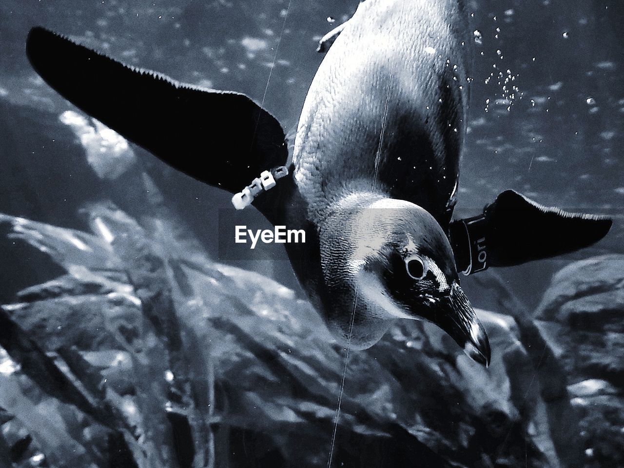 CLOSE-UP OF DUCK SWIMMING UNDERWATER