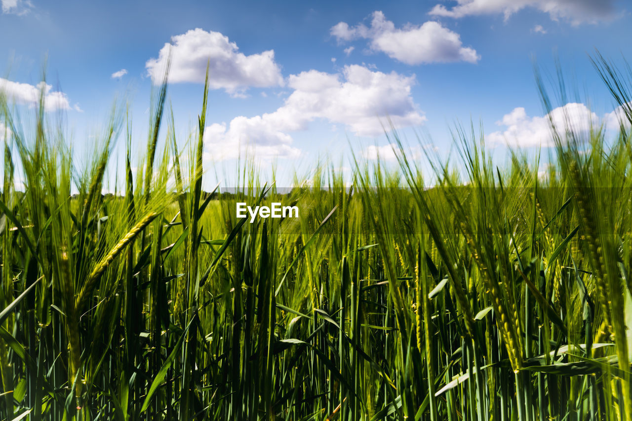 sky, plant, cloud, landscape, field, land, agriculture, rural scene, grass, cereal plant, green, nature, crop, growth, environment, grassland, beauty in nature, meadow, corn, paddy field, farm, no people, summer, prairie, food, blue, sunlight, outdoors, tranquility, barley, scenics - nature, day, food and drink, tranquil scene, vegetable, cloudscape, vibrant color, freshness, urban skyline, idyllic, rural area