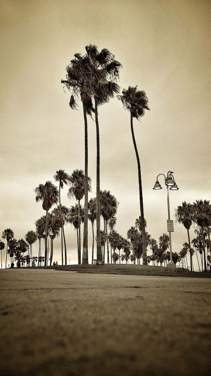 PALM TREES GROWING ON BEACH AGAINST SKY