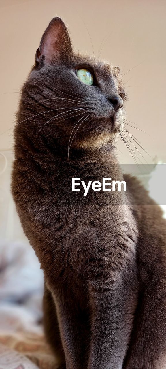 CLOSE-UP OF CAT
