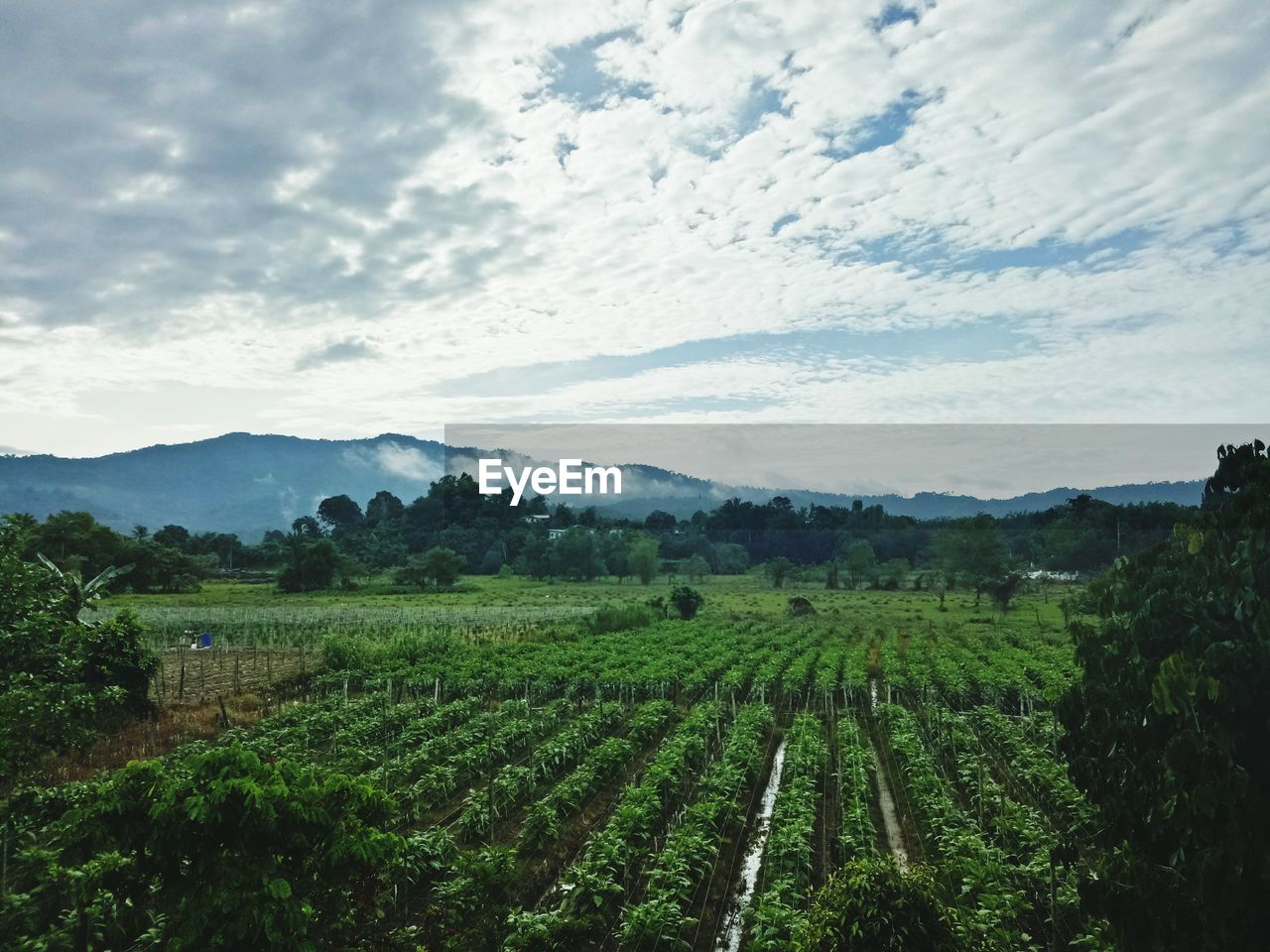 SCENIC VIEW OF FARM AGAINST SKY