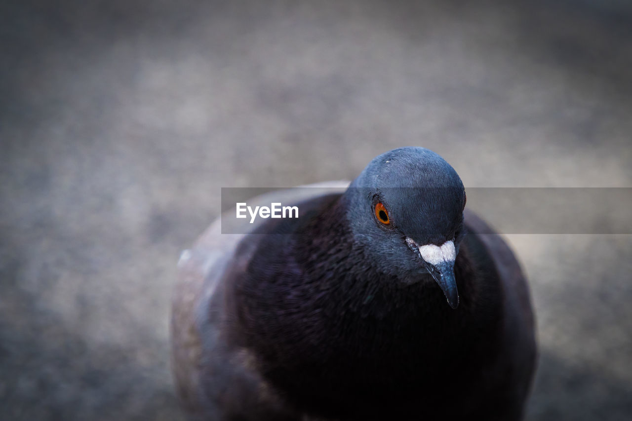 Close-up of pigeon