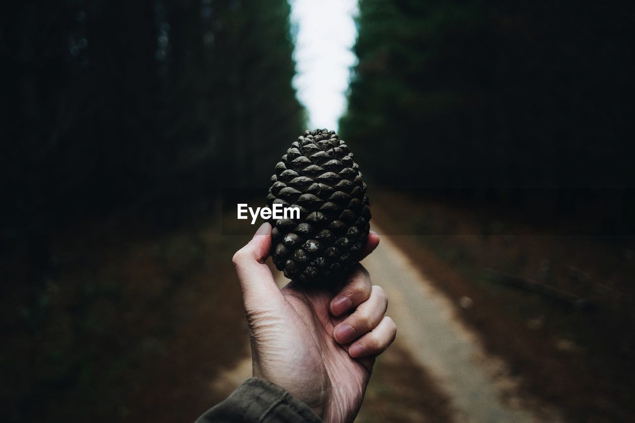 Cropped image of person holding pine cone in hand