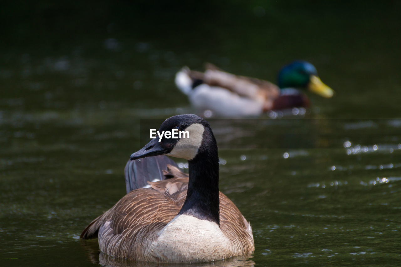 Close-up of duck swimming in water