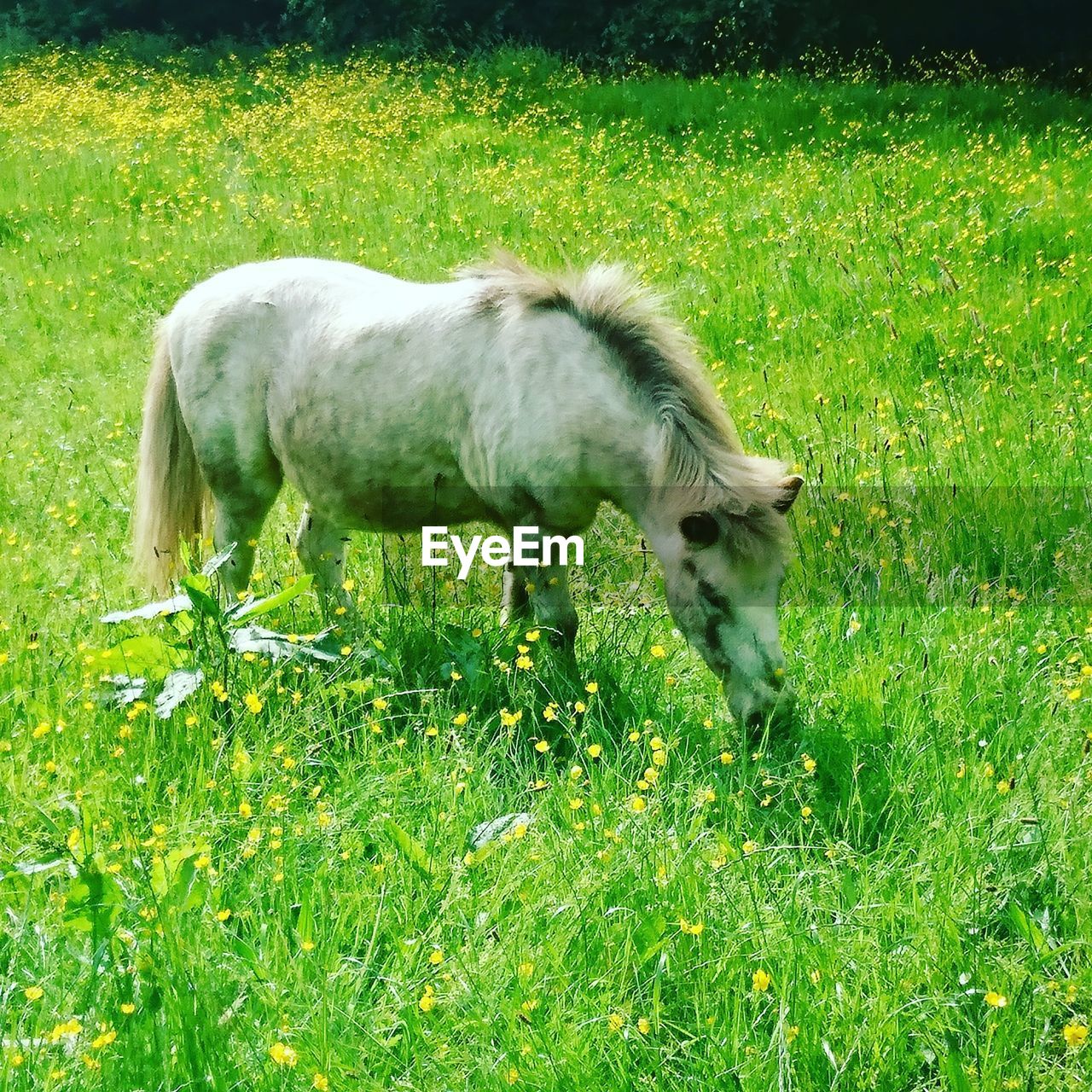 SHEEP GRAZING IN FIELD