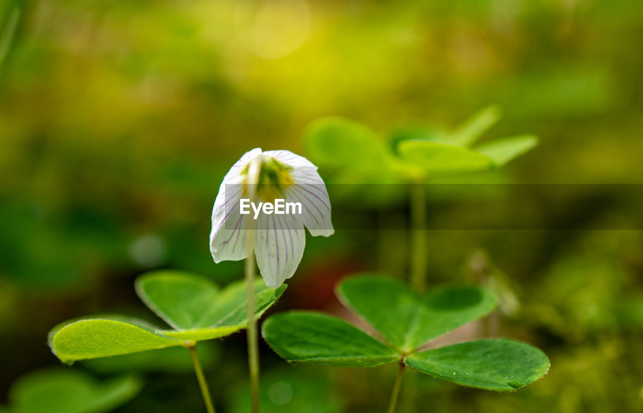 CLOSE-UP OF WHITE ROSE PLANT