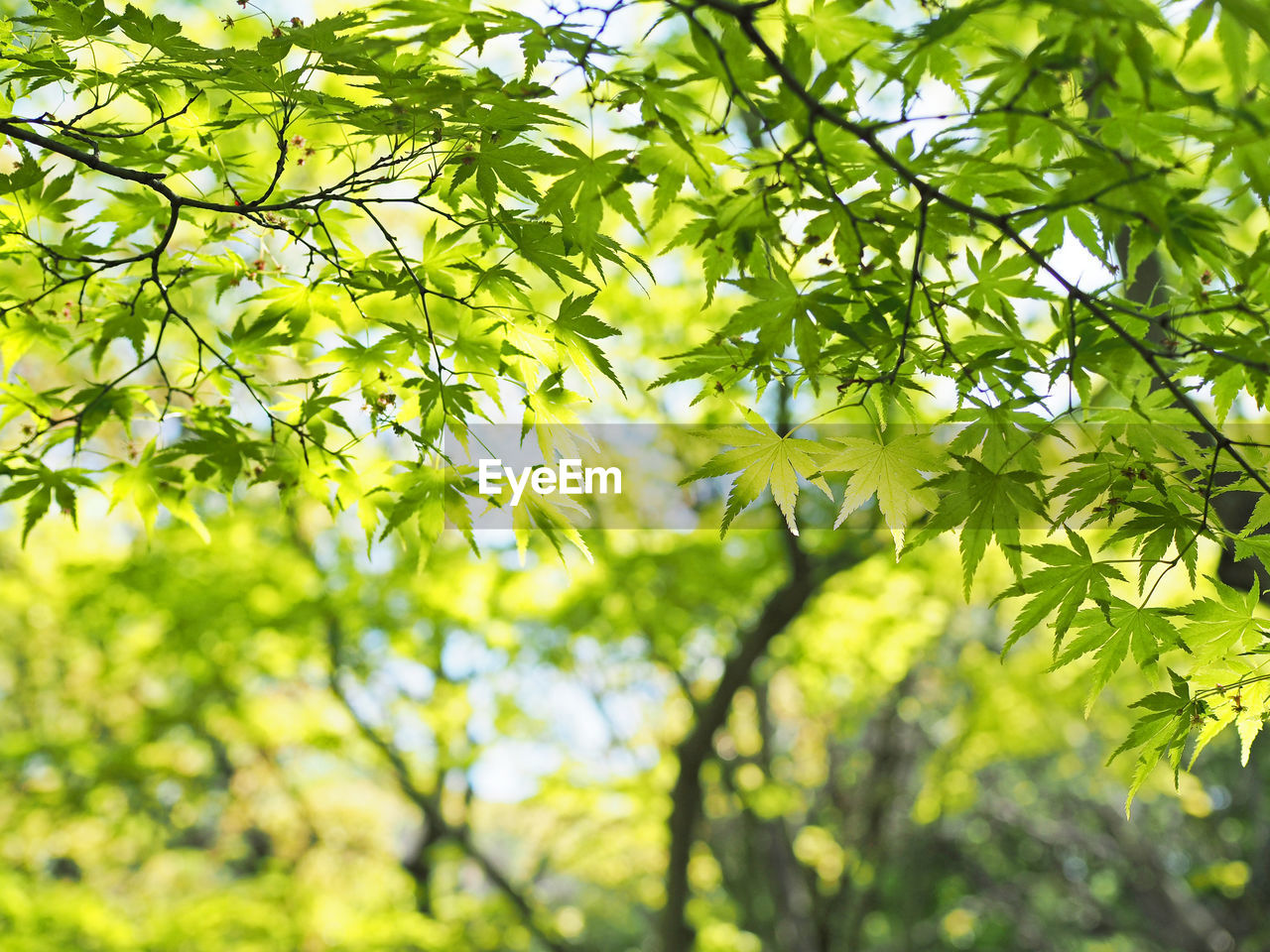 Low angle view of leaves on tree