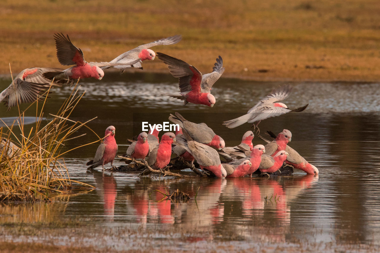 BIRDS IN LAKE