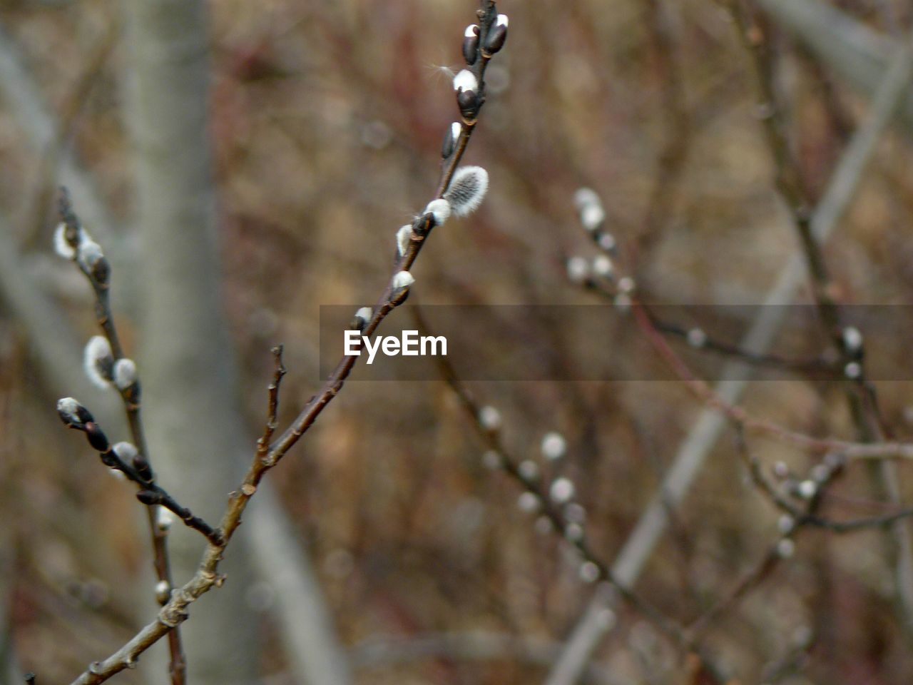 CLOSE-UP OF WATER DROPS ON SPIDER WEB OUTDOORS