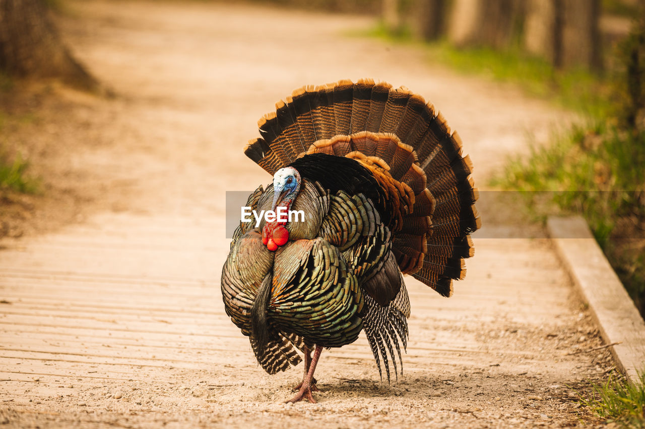 Wild male turkey 