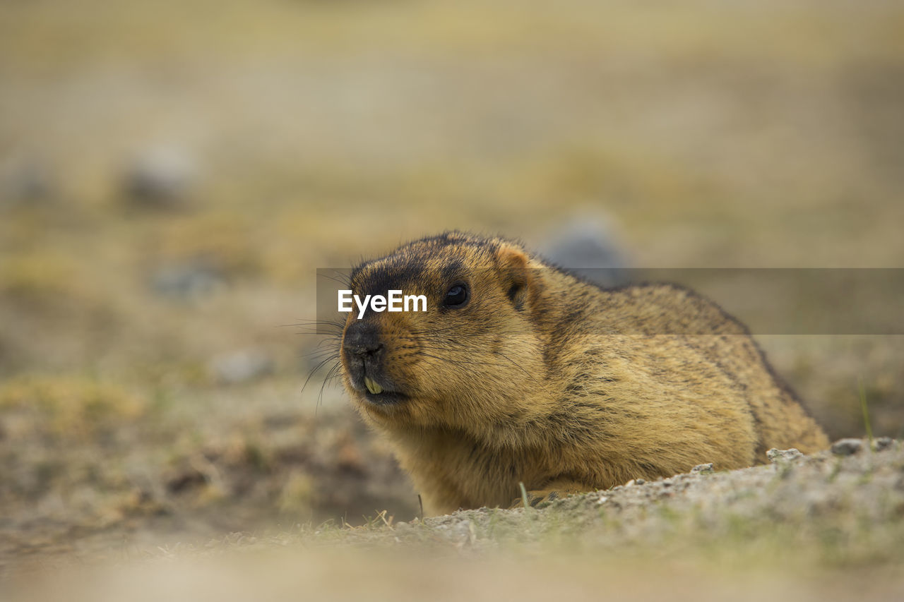 Close-up of marmot on ground