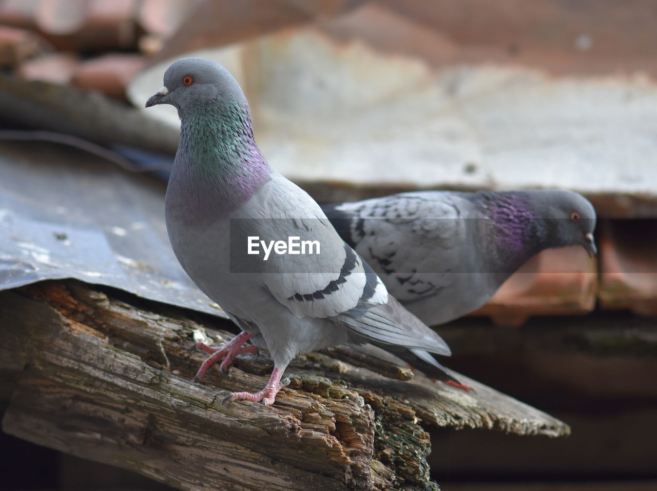 CLOSE-UP OF BIRD PERCHING ON WOOD