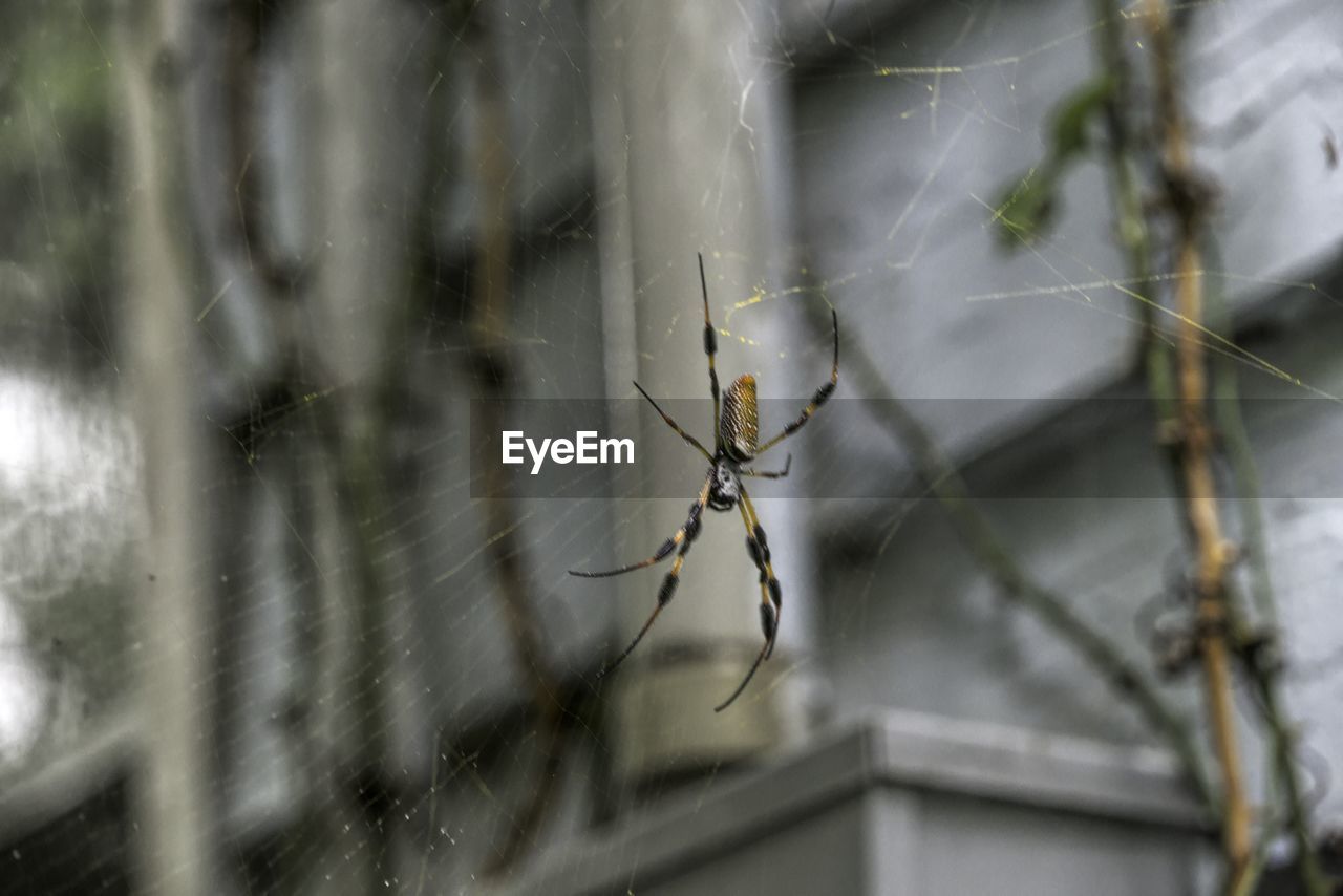 CLOSE-UP OF SPIDER WEB