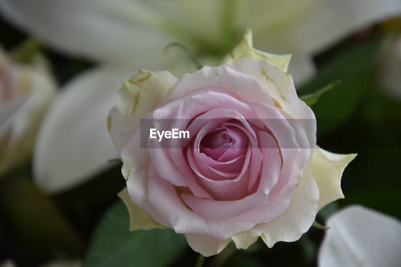 CLOSE-UP OF ROSE ROSES