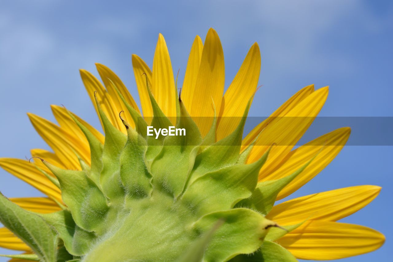 Close-up of yellow sunflower blooming against sky