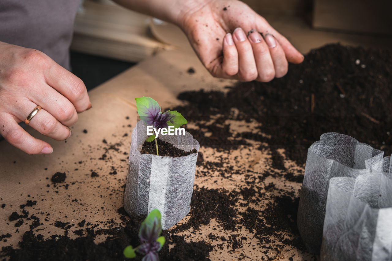 Home plant growing concept. human hands transplant seedlings into separate containers with soil