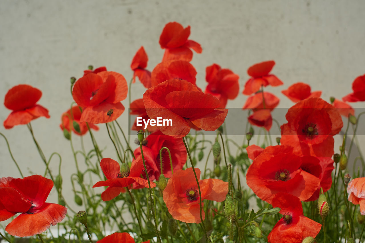 Close-up of red poppy flowers in field