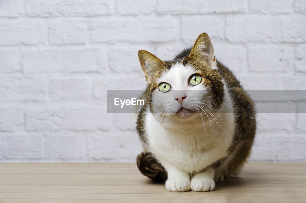 Close-up of cat looking away while sitting on table against wall