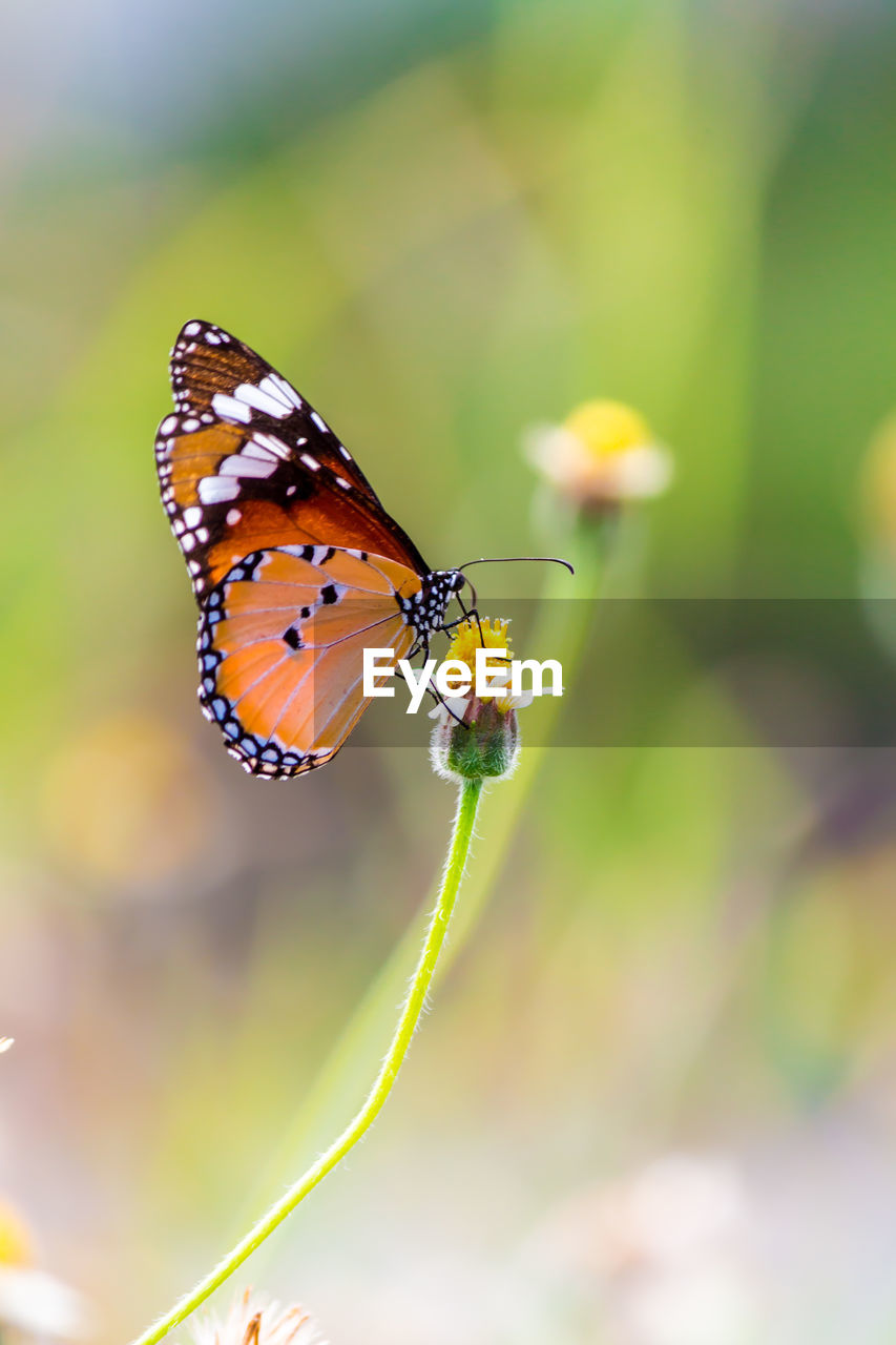 Close-up of butterfly pollinating on flower outdoors