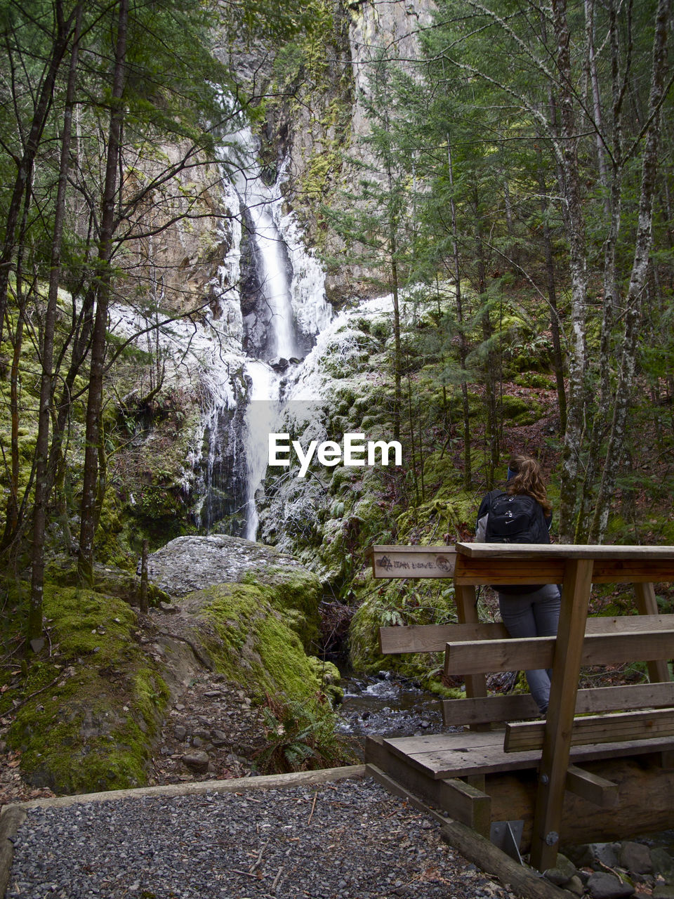 SCENIC VIEW OF TREES