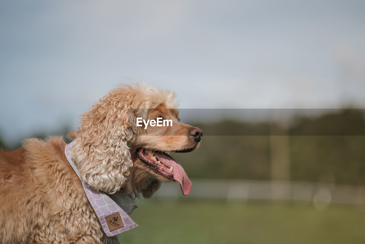 Close-up of dog against sky