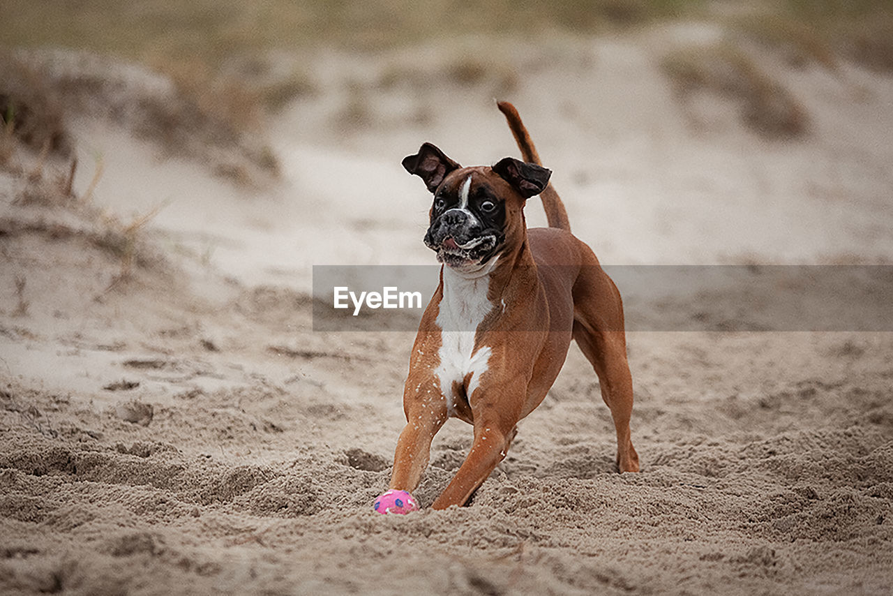 Dog running on beach  switch  funny face