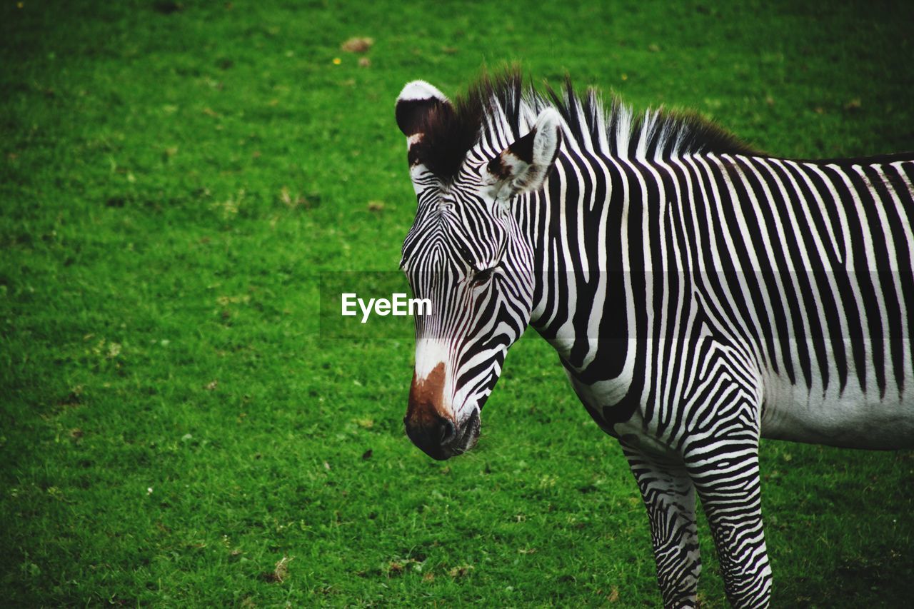 A head shot of a lovely zebra