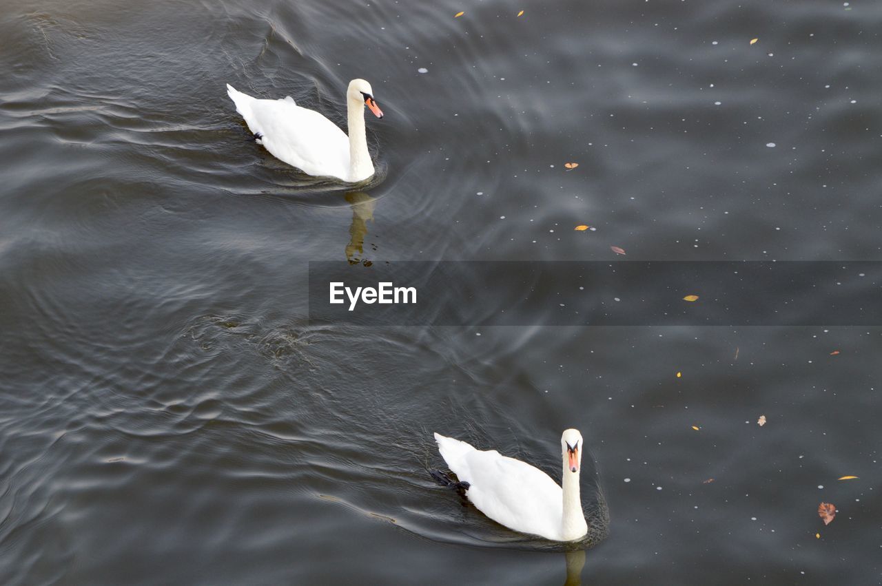 HIGH ANGLE VIEW OF A SWAN IN LAKE