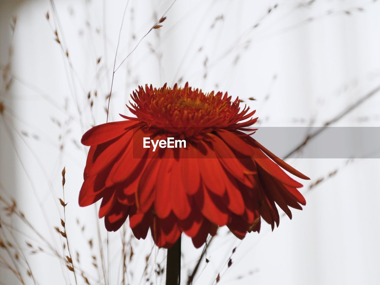 red, flower, close-up, flowering plant, plant, petal, macro photography, beauty in nature, freshness, nature, fragility, flower head, leaf, inflorescence, spring, no people, growth, focus on foreground, plant stem, outdoors, blossom, pollen, day