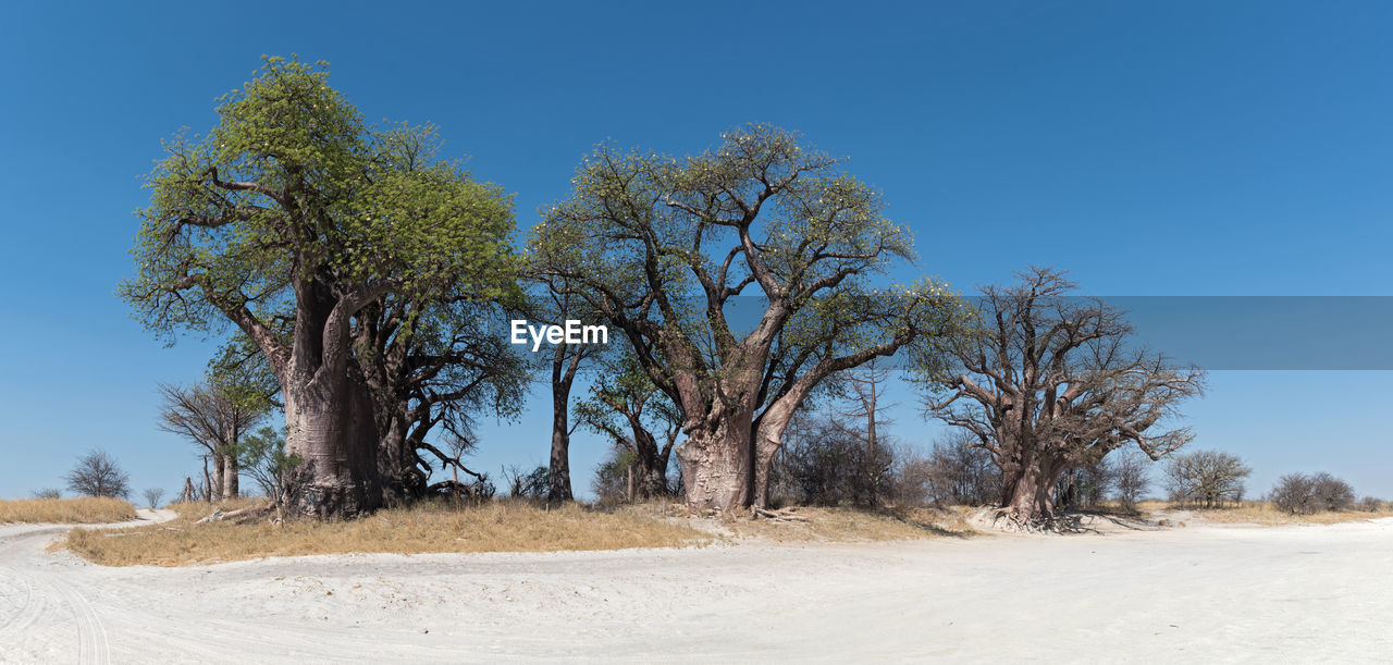 Baines baobab from nxai pan national park, botswana