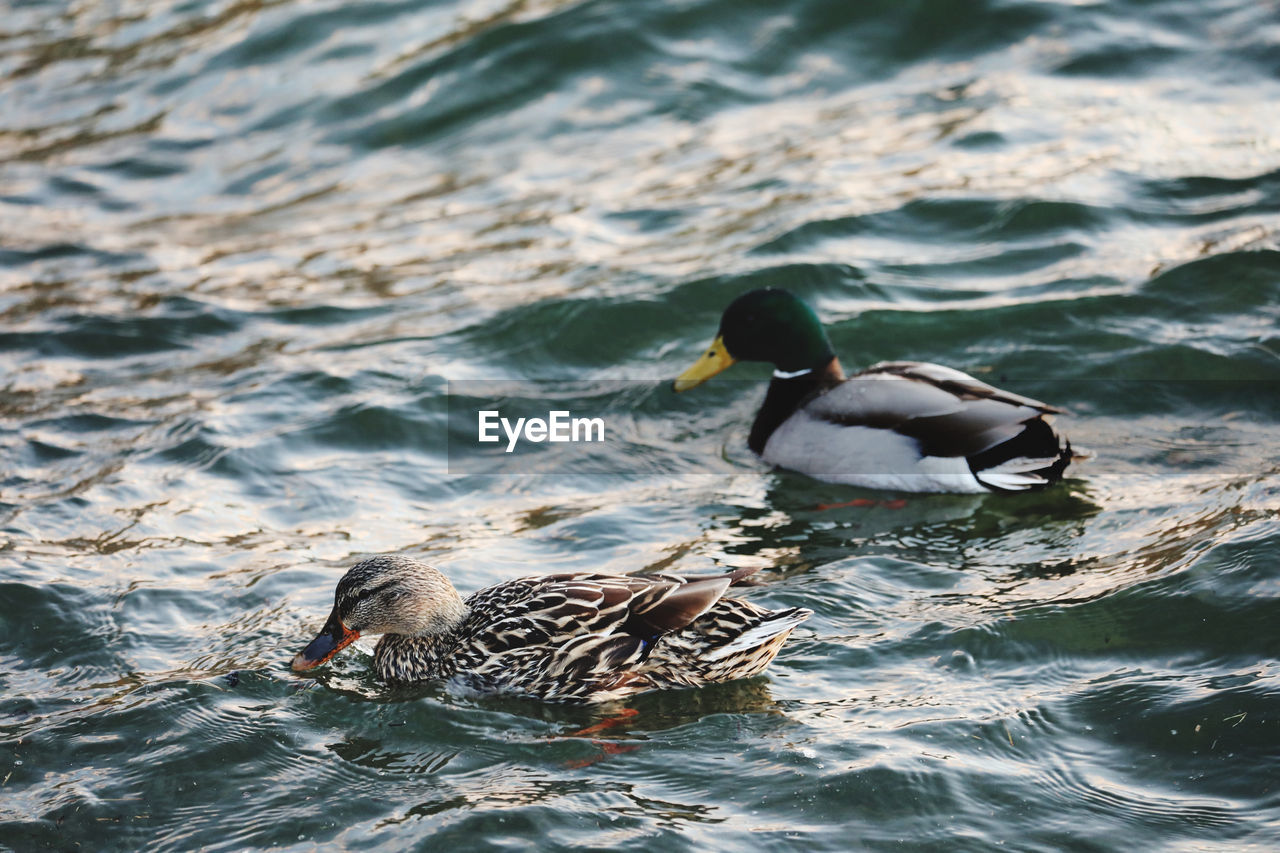 DUCK SWIMMING IN LAKE