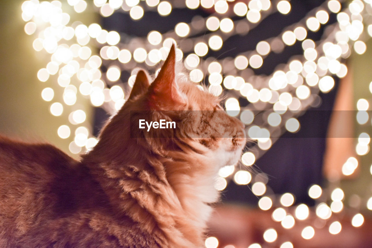 CLOSE-UP OF A DOG LOOKING AT ILLUMINATED CAMERA