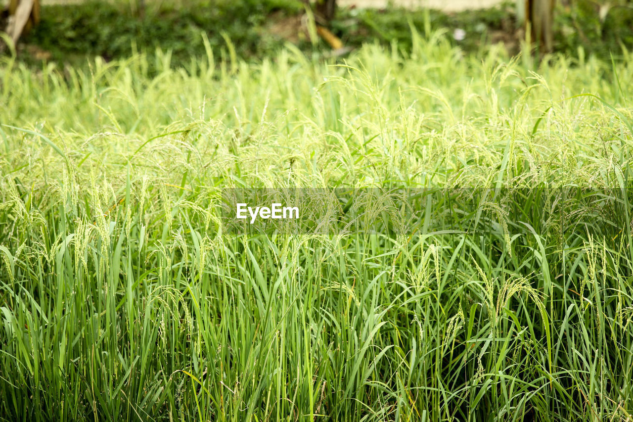 Full frame shot of crops growing on field